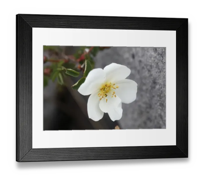 Framed Print : Flower of Burnet rose (Rosa pimpinellifolia), Burren, County Clare, Ireland, Europe Framed Print : Flower of Burnet rose (Rosa pimpinellifolia), Burren, County Clare, Ireland, Europe