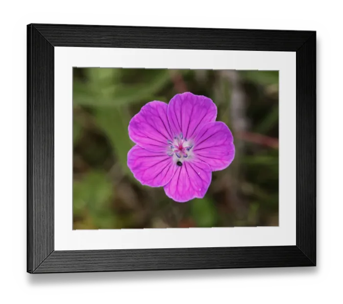 Framed Print : Bloody cranesbill (Geranium sanguineum), Burren, County Clare, Ireland, Europe