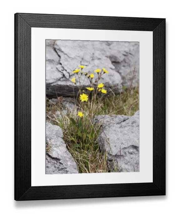 Framed Print : Hawkweed (Hieracium argillaceum, Hieracium lachenalii), Burren, County Clare, Ireland, Europe