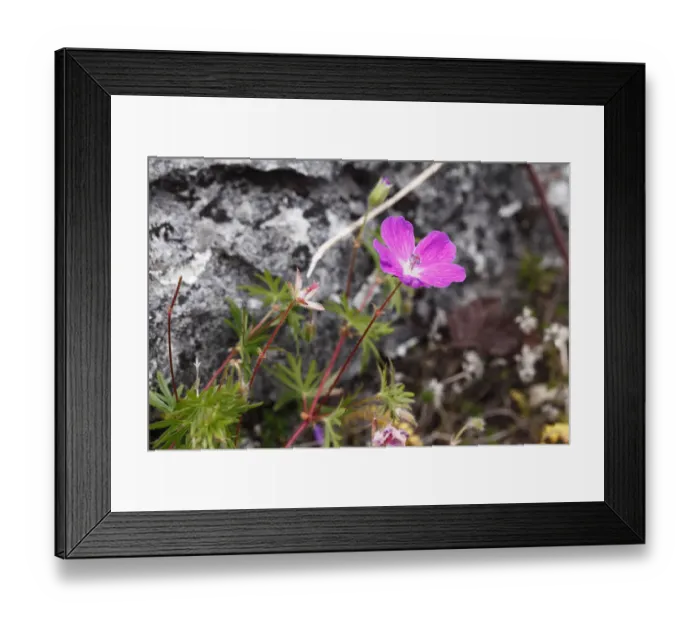 Framed Print : Bloody cranesbill (Geranium sanguineum), Burren, County Clare, Ireland, Europe Framed Print : Bloody cranesbill (Geranium sanguineum), Burren, County Clare, Ireland, Europe