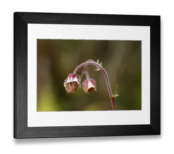 Framed Print : Water avens (Geum rivale), Burren, Ireland, Europe