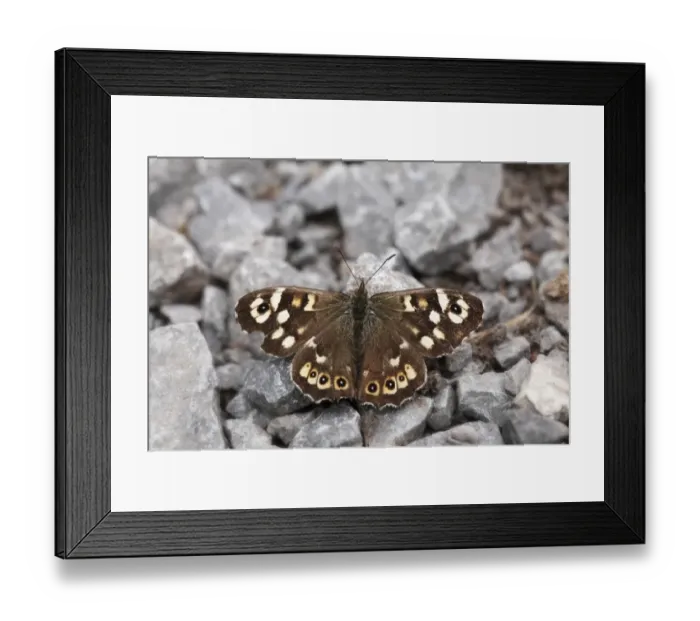 Framed Print : Speckled wood (Pararge aegeria), Burren, Ireland, Europe Framed Print : Speckled wood (Pararge aegeria), Burren, Ireland, Europe