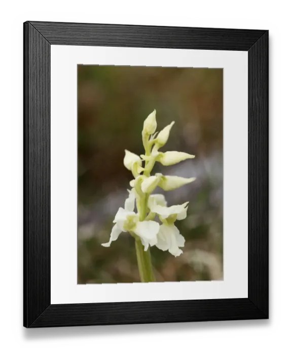 Framed Print : White variety of Early purple orchid (Orchis mascula), Burren, County Clare, Ireland, Europe