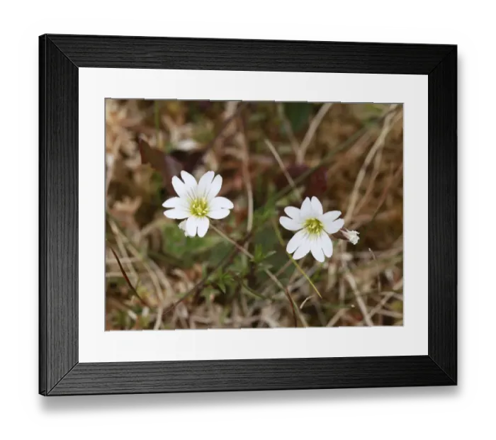 Framed Print : Greater Stitchwort (Stellaria holostea), Ireland, Europe