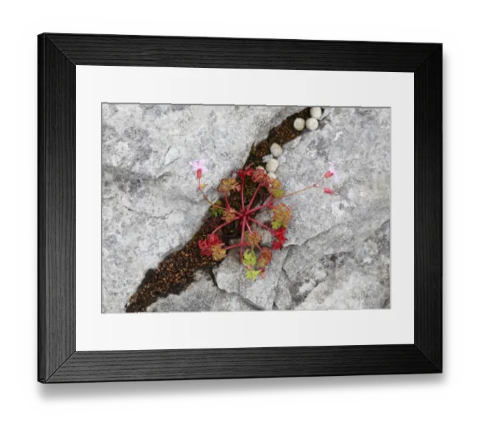 Framed Print : Herb Robert, Red Robin (Geranium robertianum) in rock crevice, Burren, County Clare, Ireland, Europe Framed Print : Herb Robert, Red Robin (Geranium robertianum) in rock crevice, Burren, County Clare, Ireland, Europe
