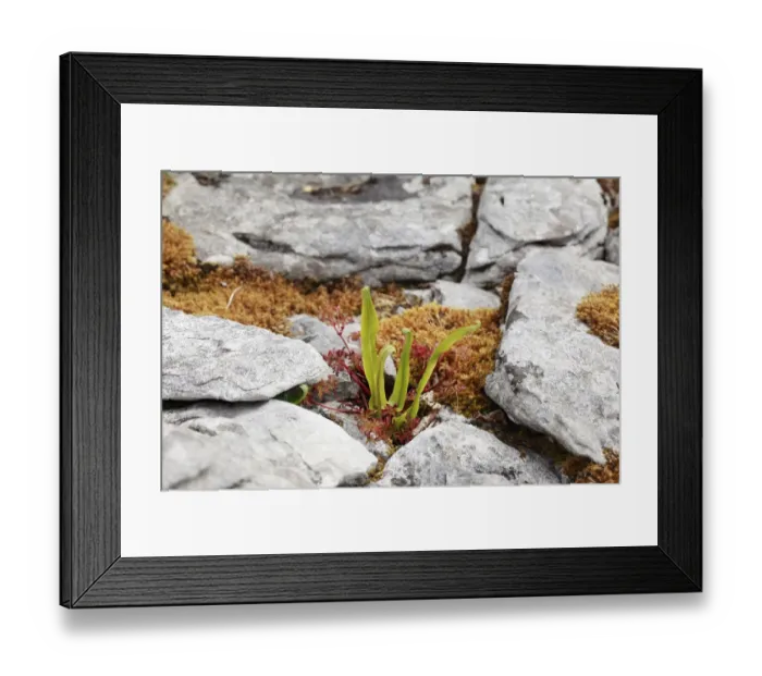 Framed Print : Hart s-tongue fern (Phyllitis scolopendrium), Burren, Clare, Ireland, Europe