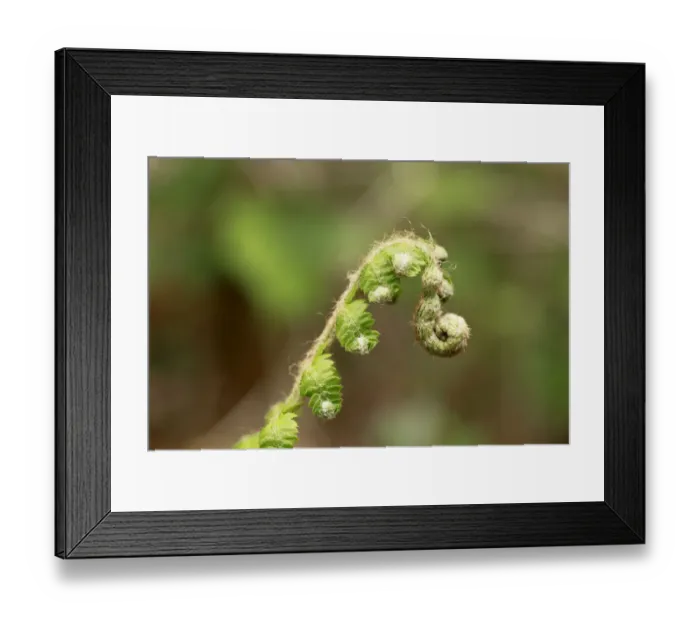 Framed Print : Sprouting fern, Burren, County Clare, Ireland, Europe