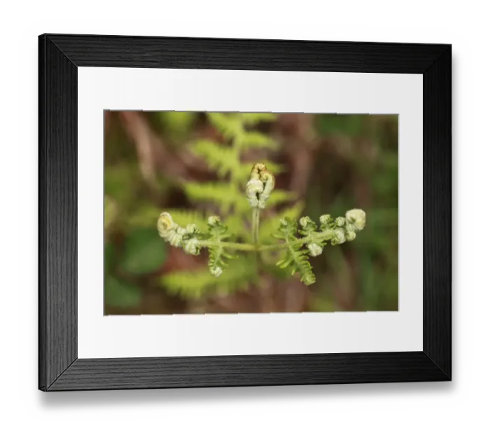 Framed Print : Sprouting fern, Burren, County Clare, Ireland, Europe Framed Print : Sprouting fern, Burren, County Clare, Ireland, Europe