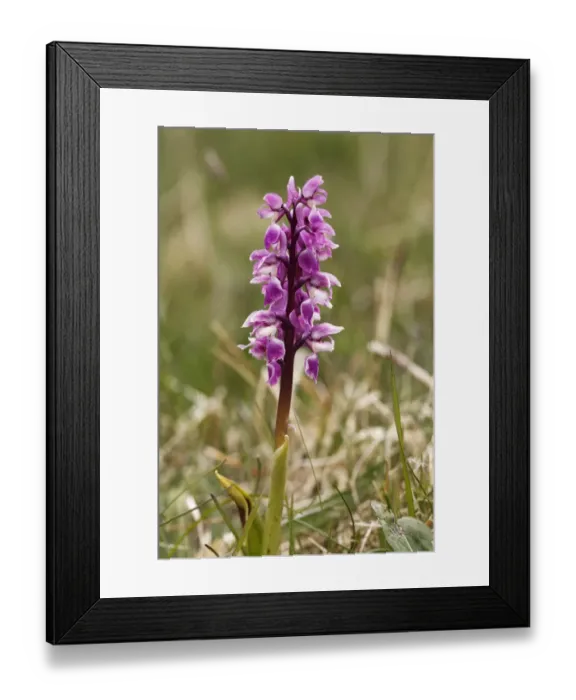 Framed Print : Early purple orchid (Orchis mascula), Burren, County Clare, Ireland, Europe Framed Print : Early purple orchid (Orchis mascula), Burren, County Clare, Ireland, Europe