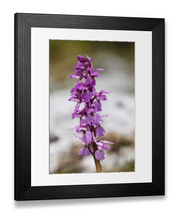 Framed Print : Early purple orchid (Orchis mascula), Burren, County Clare, Ireland, Europe Framed Print : Early purple orchid (Orchis mascula), Burren, County Clare, Ireland, Europe
