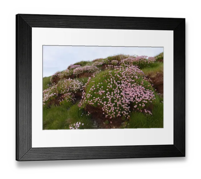 Framed Print : Marsh Daisy (Armeria maritima), County Clare, Ireland, Europe Framed Print : Marsh Daisy (Armeria maritima), County Clare, Ireland, Europe