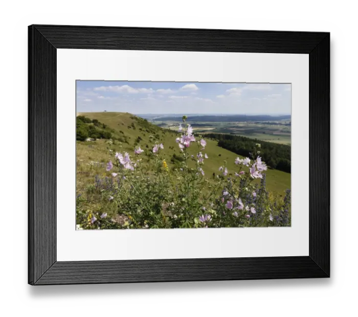 Framed Print : Greater musk-mallow, Cut-leaved mallow (Malva alcea), Hesselberg mountain, Middle Franconia, Franconia, Bavaria, Germany, Europe Framed Print : Greater musk-mallow, Cut-leaved mallow (Malva alcea), Hesselberg mountain, Middle Franconia, Franconia, Bavaria, Germany, Europe