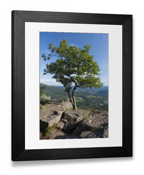 Framed Print : Tree on Battert mountain above Baden Baden, Baden-Wuerttemberg, Germany, Europe Framed Print : Tree on Battert mountain above Baden Baden, Baden-Wuerttemberg, Germany, Europe