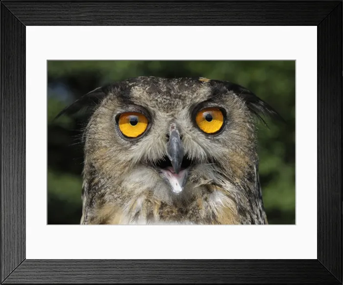 Framed Print : Eurasian eagle owl (Bubo bubo) Framed Print : Eurasian eagle owl (Bubo bubo)