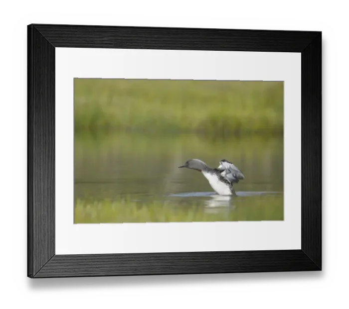 Framed Print : Red-throated Loon (Gavia stellata) Framed Print : Red-throated Loon (Gavia stellata)