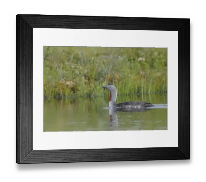 Framed Print : Red-throated Loon (Gavia stellata)