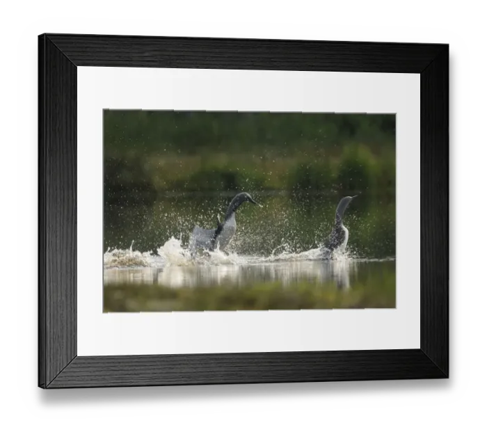 Framed Print : Red-throated Loon or Red-throated Diver (Gavia stellata) Framed Print : Red-throated Loon or Red-throated Diver (Gavia stellata)