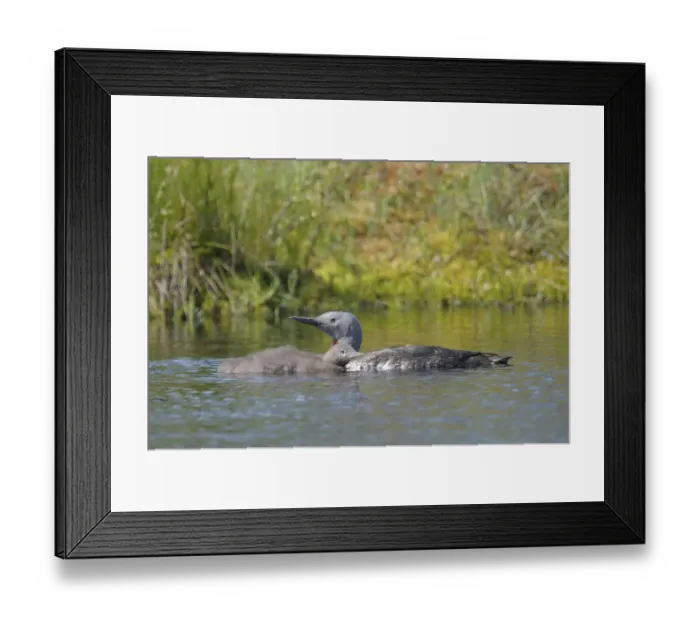 Framed Print : Red-throated Loon or Red-throated Diver (Gavia stellata) Framed Print : Red-throated Loon or Red-throated Diver (Gavia stellata)