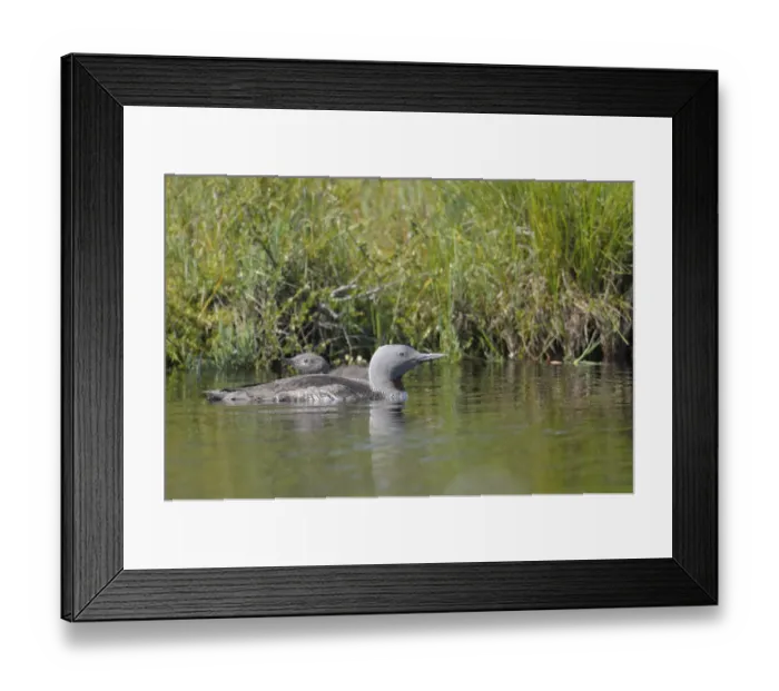 Framed Print : Red-throated Loon or Red-throated Diver (Gavia stellata) Framed Print : Red-throated Loon or Red-throated Diver (Gavia stellata)