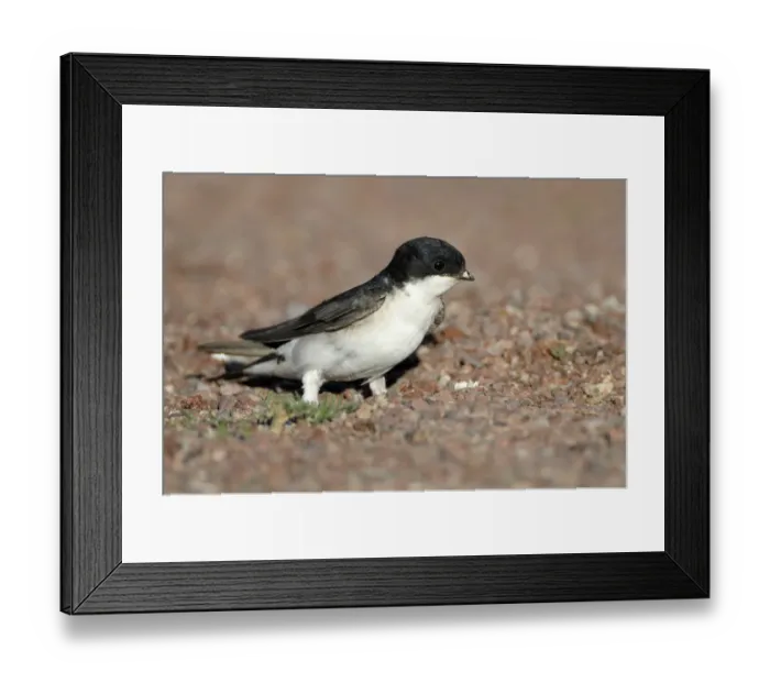 Framed Print : Common House Martin (Delichon urbica) Framed Print : Common House Martin (Delichon urbica)
