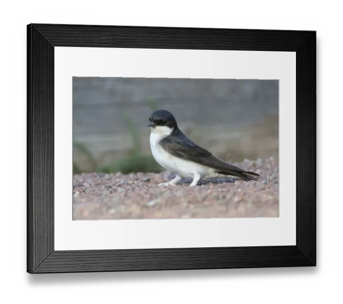Framed Print : Common House Martin (Delichon urbica)