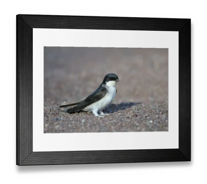 Framed Print : Common House Martin (Delichon urbica) Framed Print : Common House Martin (Delichon urbica)
