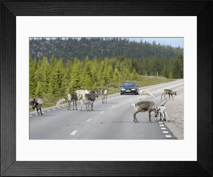 Framed Print : Reindeer (Rangifer tarandus) on the road, Northern Norway, Norway, Scandinavia, Europe Framed Print : Reindeer (Rangifer tarandus) on the road, Northern Norway, Norway, Scandinavia, Europe