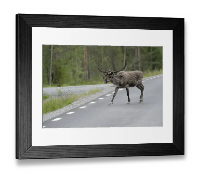 Framed Print : Reindeer (Rangifer tarandus) on the road, Northern Norway, Norway, Scandinavia, Europe Framed Print : Reindeer (Rangifer tarandus) on the road, Northern Norway, Norway, Scandinavia, Europe