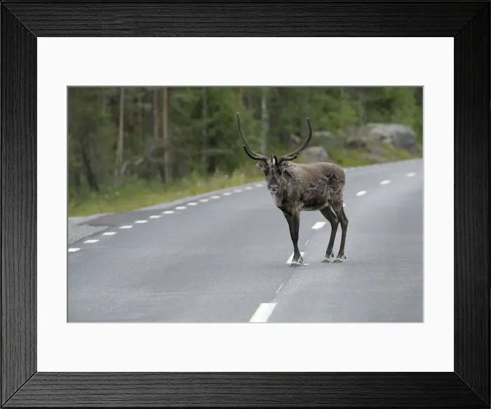Framed Print : Reindeer (Rangifer tarandus) on the road, Northern Norway, Norway, Scandinavia, Europev Framed Print : Reindeer (Rangifer tarandus) on the road, Northern Norway, Norway, Scandinavia, Europev