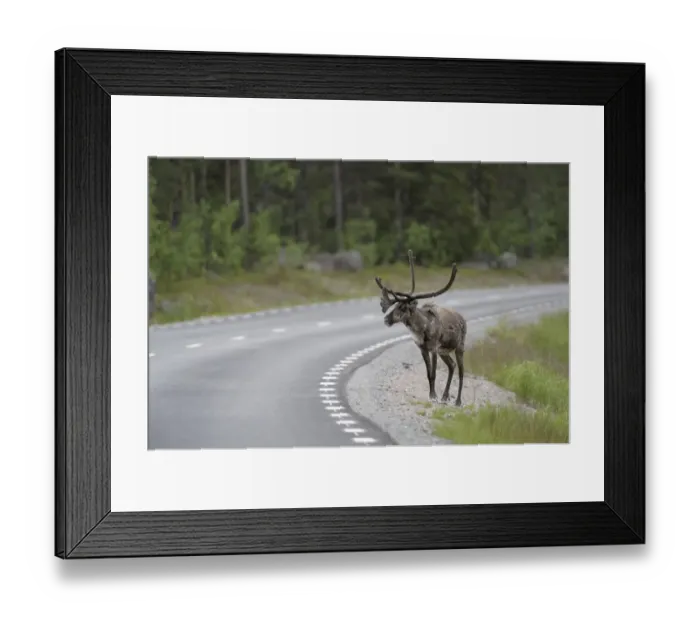 Framed Print : Reindeer (Rangifer tarandus) on the road, Northern Norway, Norway, Scandinavia, Europe