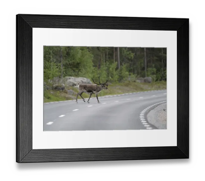Framed Print : Reindeer (Rangifer tarandus) on the road, Northern Norway, Norway, Scandinavia, Europe Framed Print : Reindeer (Rangifer tarandus) on the road, Northern Norway, Norway, Scandinavia, Europe