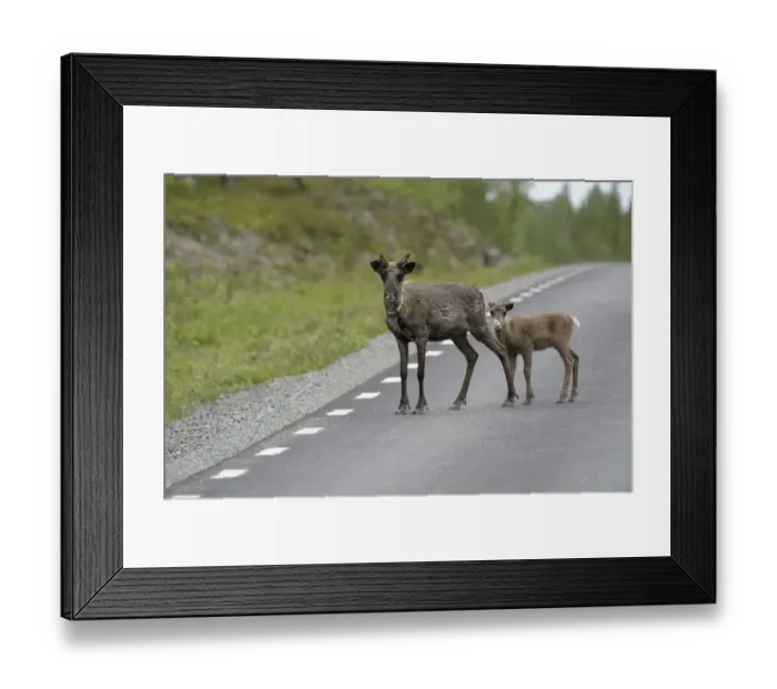 Framed Print : Reindeer (Rangifer tarandus) with young on the road, Northern Norway, Norway, Scandinavia, Europe Framed Print : Reindeer (Rangifer tarandus) with young on the road, Northern Norway, Norway, Scandinavia, Europe
