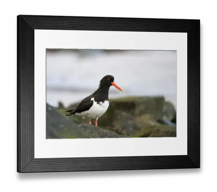 Framed Print : Oystercatcher (Haematopus ostralegu) Framed Print : Oystercatcher (Haematopus ostralegu)