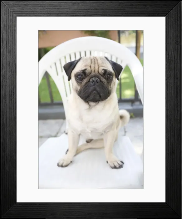 Framed Print : Young male pug on a garden chair Framed Print : Young male pug on a garden chair