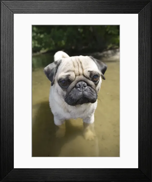 Framed Print : Young male pug with his paws in the water Framed Print : Young male pug with his paws in the water