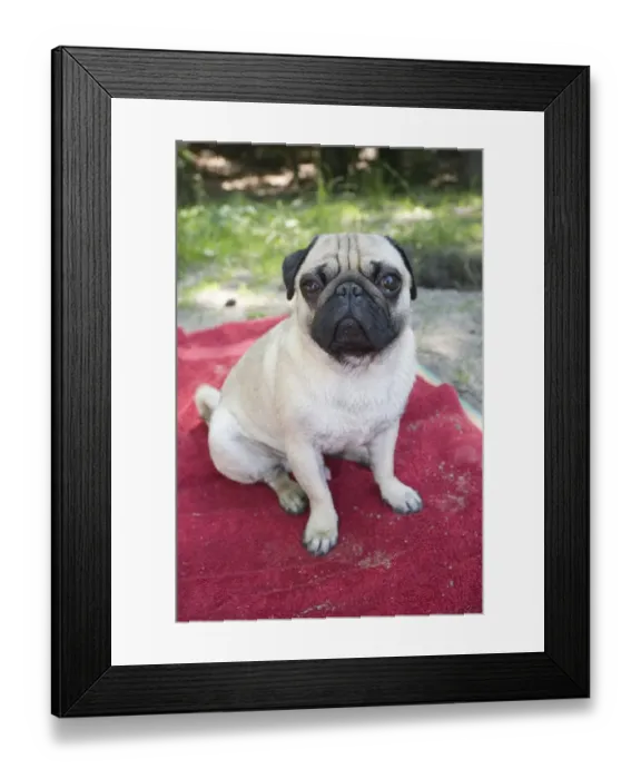 Framed Print : A male pug sitting on a red blanket Framed Print : A male pug sitting on a red blanket