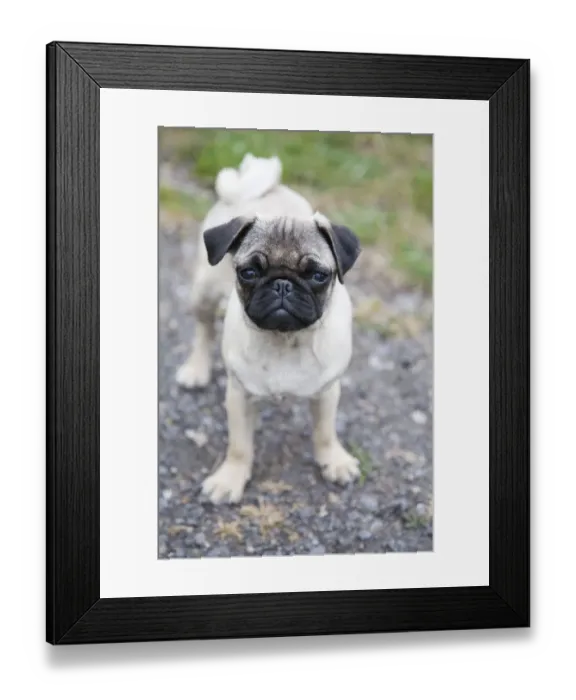 Framed Print : Young female pug Framed Print : Young female pug