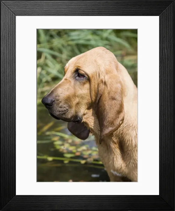 Framed Print : Young bloodhound, St. Hubert hound or Sleuth Hound, female, portrait