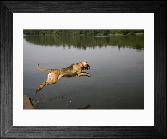 Framed Print : Young bloodhound, St. Hubert hound or Sleuth Hound, female dog jumps into the water Framed Print : Young bloodhound, St. Hubert hound or Sleuth Hound, female dog jumps into the water
