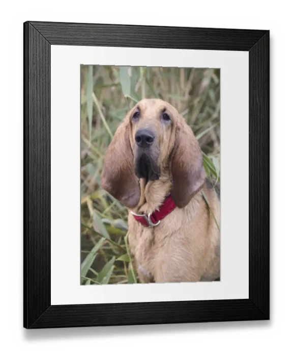 Framed Print : Young bloodhound, St. Hubert hound or Sleuth Hound, female, portrait Framed Print : Young bloodhound, St. Hubert hound or Sleuth Hound, female, portrait