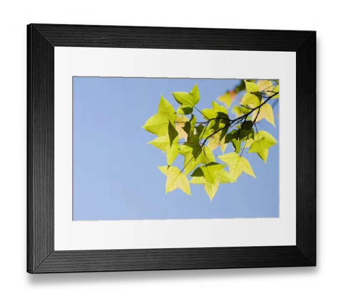 Framed Print : Green maple leaves Framed Print : Green maple leaves