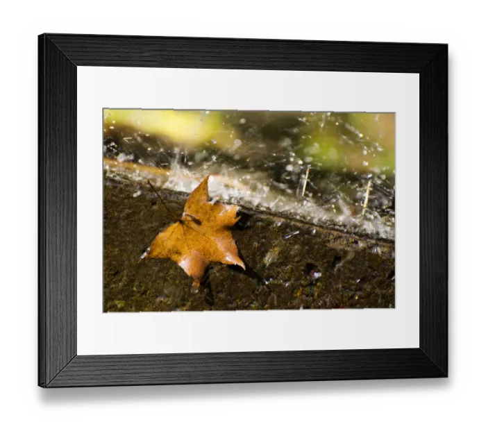 Framed Print : Fallen maple leaf on a rainy day Framed Print : Fallen maple leaf on a rainy day