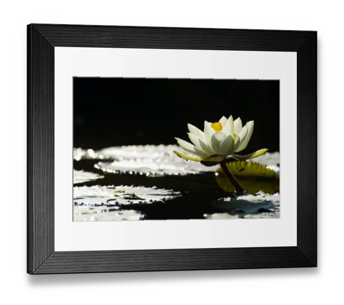 Framed Print : White waterlily blossoming in pond, back light Framed Print : White waterlily blossoming in pond, back light