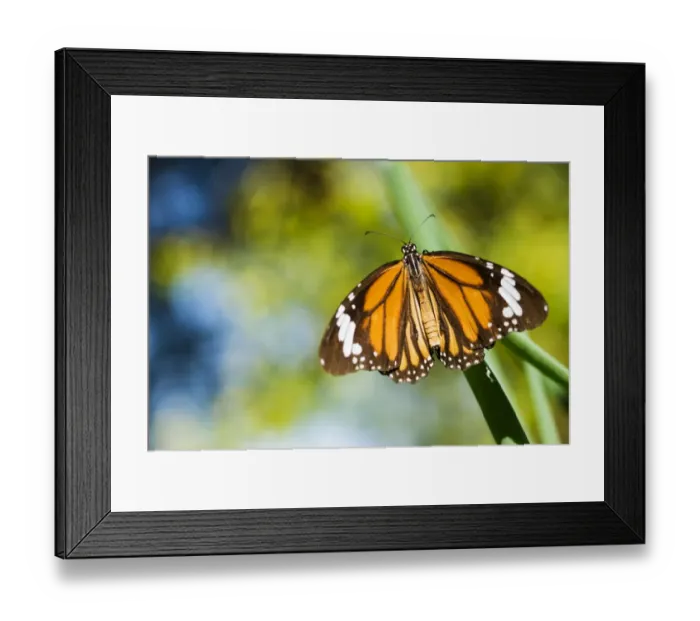 Framed Print : Orange tiger (Salatura genutia) Framed Print : Orange tiger (Salatura genutia)