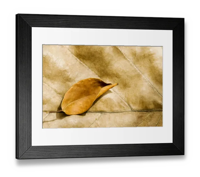 Framed Print : Big and small dry leaves