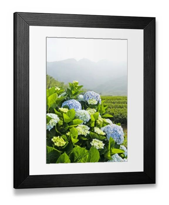 Framed Print : Hydrangea (Hydrangea macrophylla) in front of mountains Framed Print : Hydrangea (Hydrangea macrophylla) in front of mountains