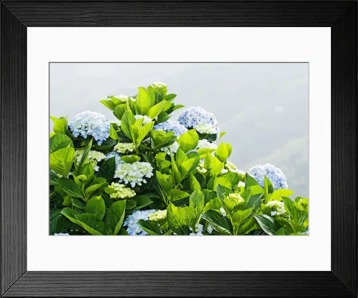 Framed Print : Hydrangea (Hydrangea macrophylla) in front of mountains Framed Print : Hydrangea (Hydrangea macrophylla) in front of mountains