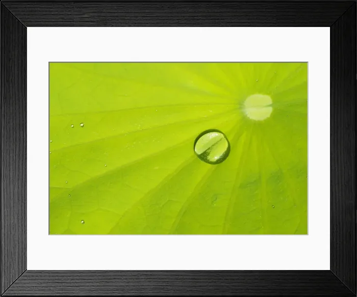 Framed Print : Waterlily leaf with dew drop Framed Print : Waterlily leaf with dew drop