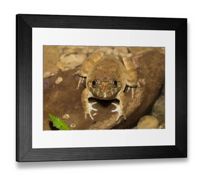 Framed Print : Kuhlis Frog (Rana kuhlii), Taiwan, East Asia Framed Print : Kuhlis Frog (Rana kuhlii), Taiwan, East Asia