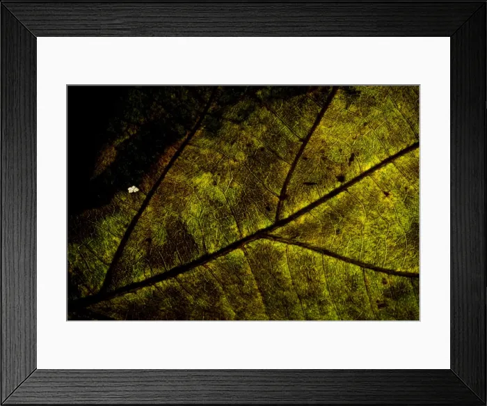 Framed Print : Leaf vein in half dry leaf, grunge look Framed Print : Leaf vein in half dry leaf, grunge look